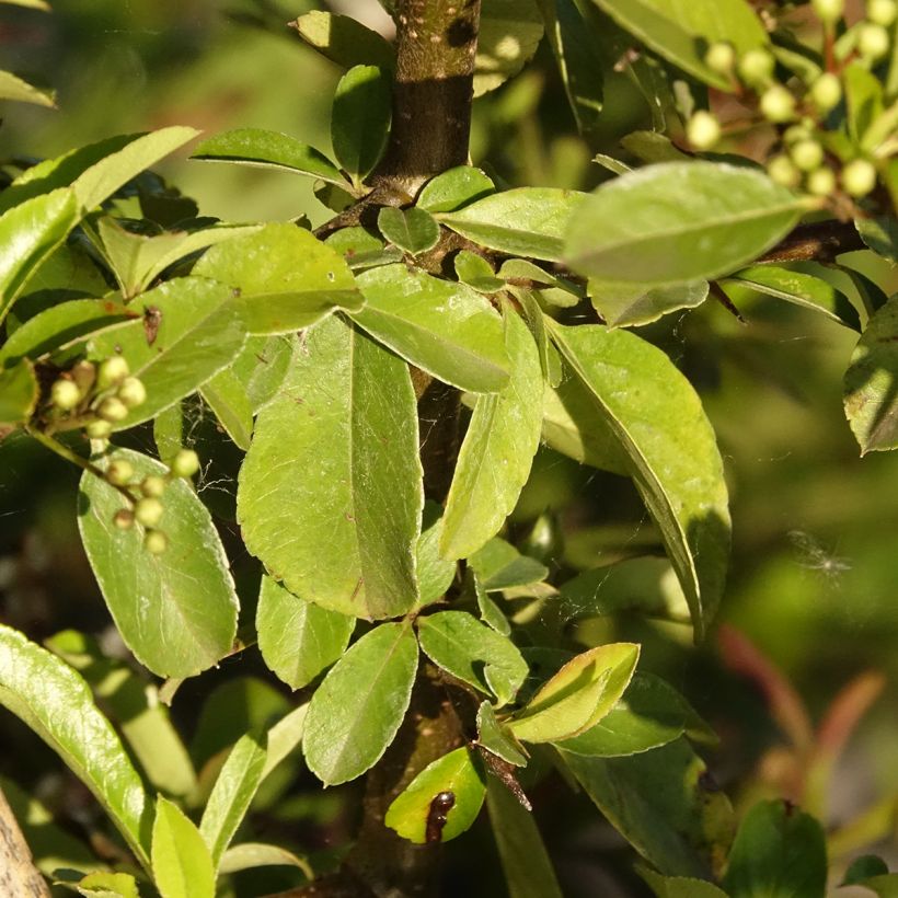 Pyracantha Golden Charmer - Buissont ardent (Foliage)