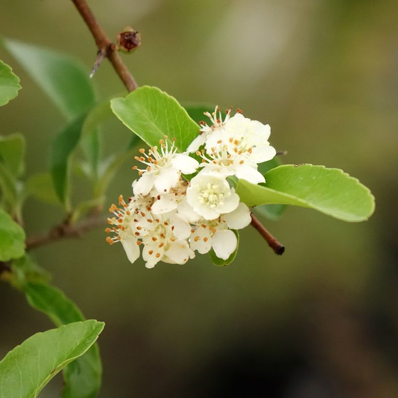 Pyracantha SAPHYR Orange - Buisson ardent (Foliage)