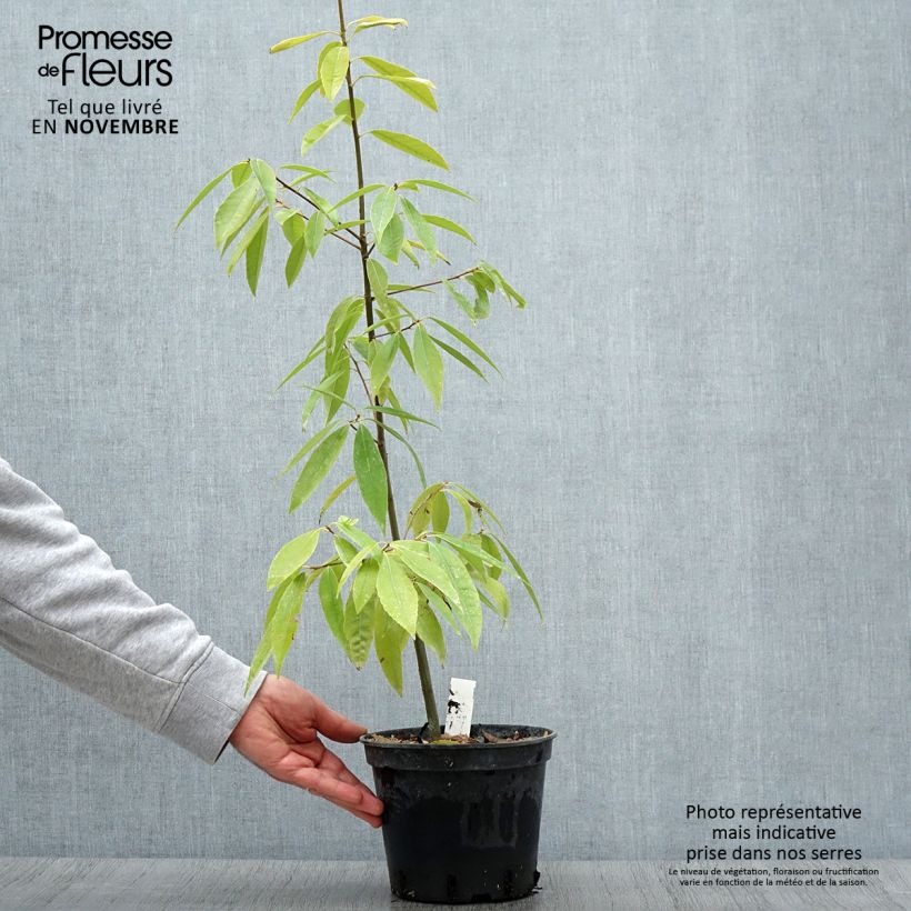 Example of Quercus myrsinifolia - Chêne à feuilles de myrsine Pot de 3L/4L as you get in automne