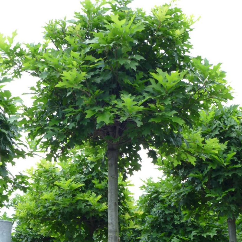 Chêne des marais - Quercus palustris Green Dwarf (Plant habit)