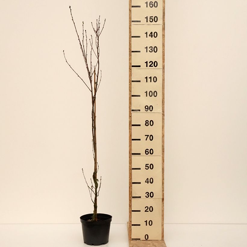 Example of Quercus robur Facrist - Chêne pédonculé Pot de 4L/5L as you get in hiver