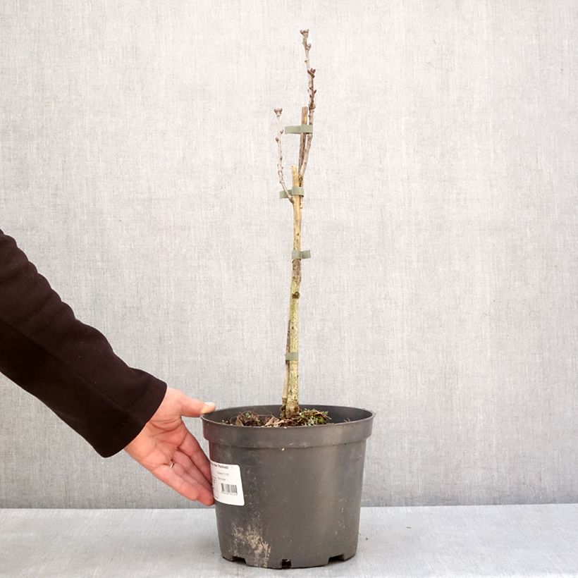 Example of Quercus robur Pectinata - Chêne pédonculé Pot de 4L/5L as you get in hiver