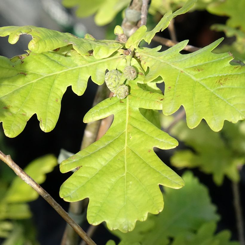 Quercus robur Rita's Gold - Chêne pédonculé doré (Foliage)