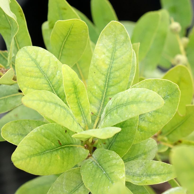 Quercus robur Salicifolia - Chêne pédonculé (Foliage)