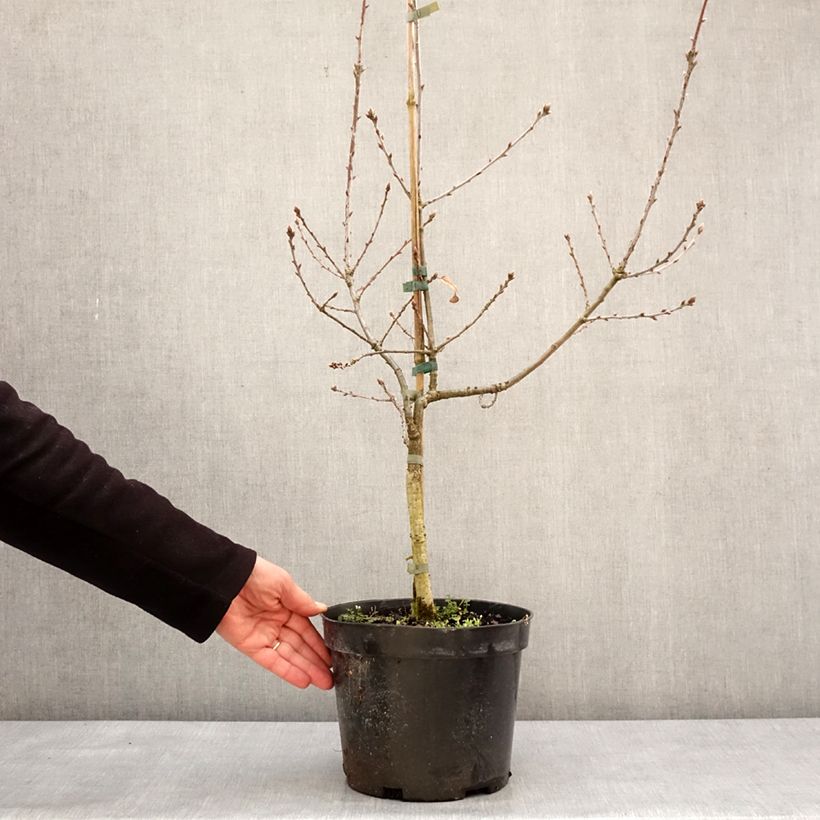 Example of Quercus robur Salicifolia - Chêne pédonculé Pot de 4L/5L as you get in hiver