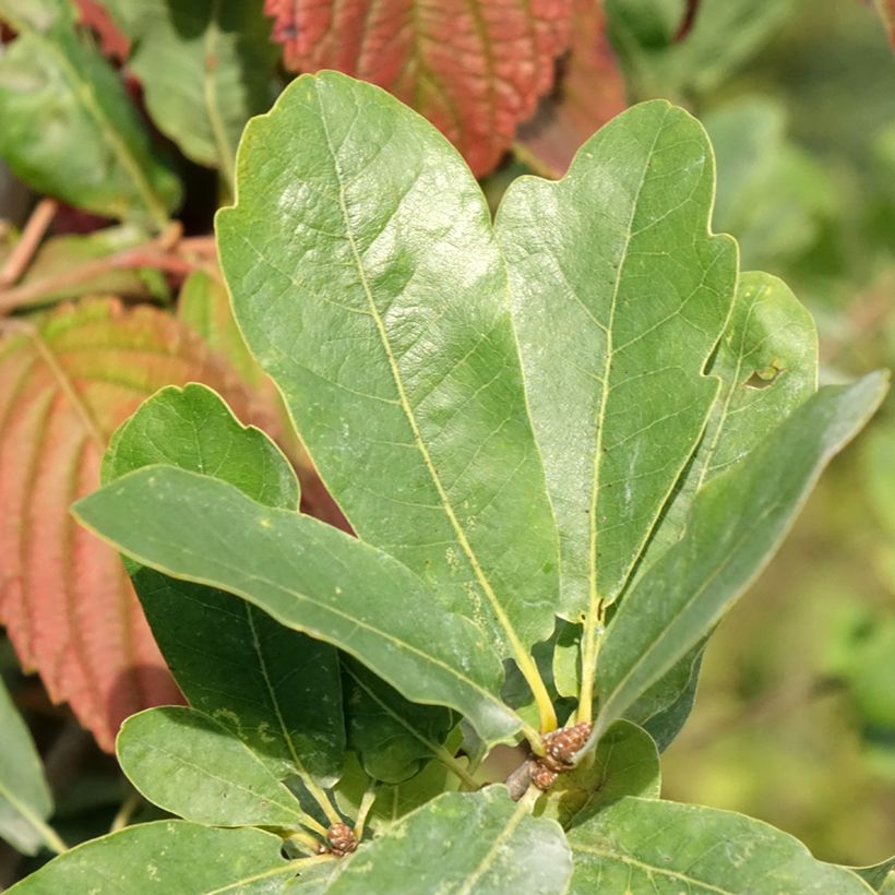 Quercus robur Strypemonde - Chêne pédonculé (Foliage)