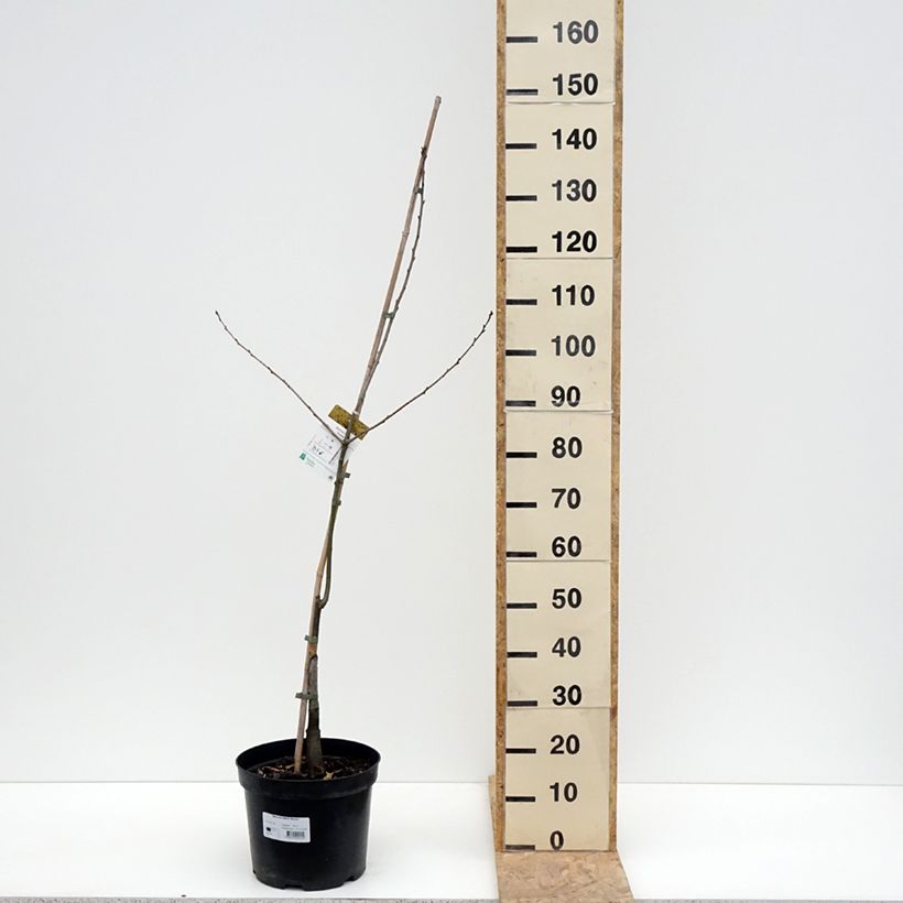 Example of Quercus rubra Aurea - Chêne rouge d'Amérique doré Pot de 7,5L/10L as you get in printemps
