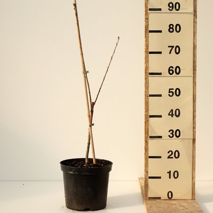 Example of Quercus rubra Wolfsdonk's Pride - Chêne rouge d'Amérique Pot de 7,5L/10L, Tige as you get in hiver