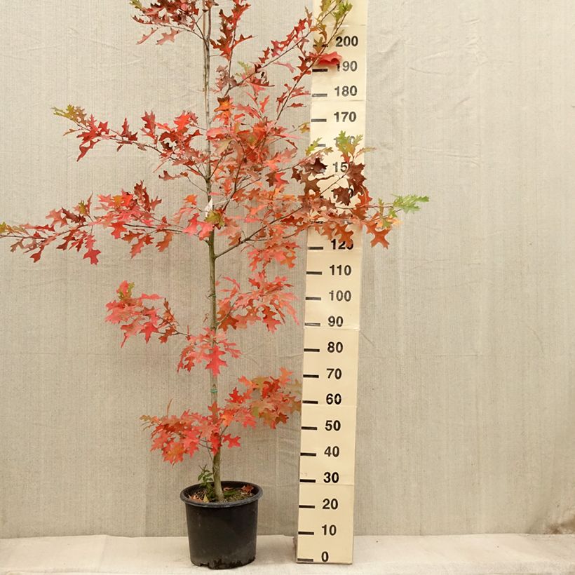 Example of Quercus texana New Madrid - Chêne rouge du Texas Pot de 7,5L/10L as you get in automne