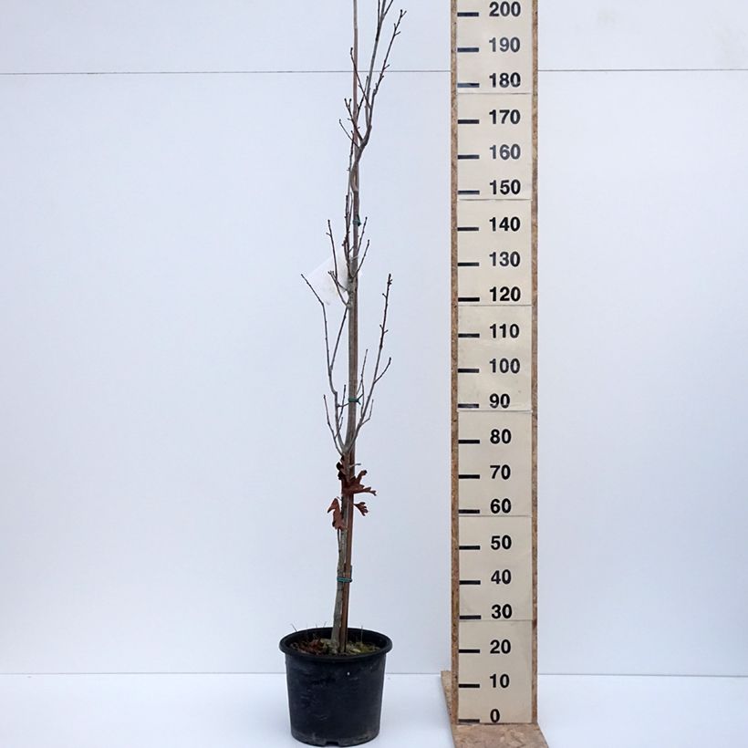 Example of Quercus x warei Chimney Fire - Chêne Pot de 12L/15L as you get in hiver