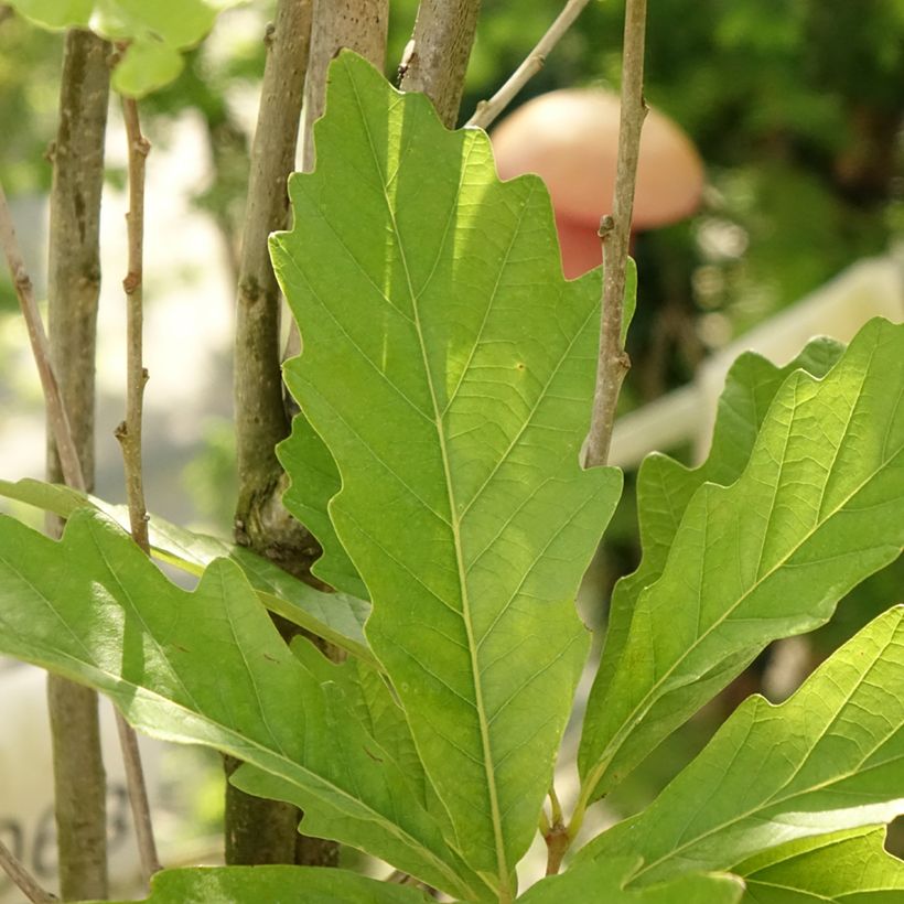 Quercus (x) warei Windcandle - Chêne hybride (Foliage)