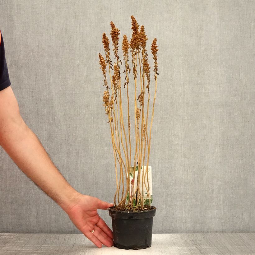 Example of Quinoa - Chenopodium quinoa Pot de 1,5L/2L as you get in ete