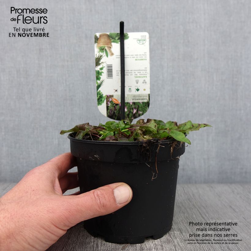 Example of Raiponce - Campanula rapunculus Pot de 1,5L/2L as you get in automne