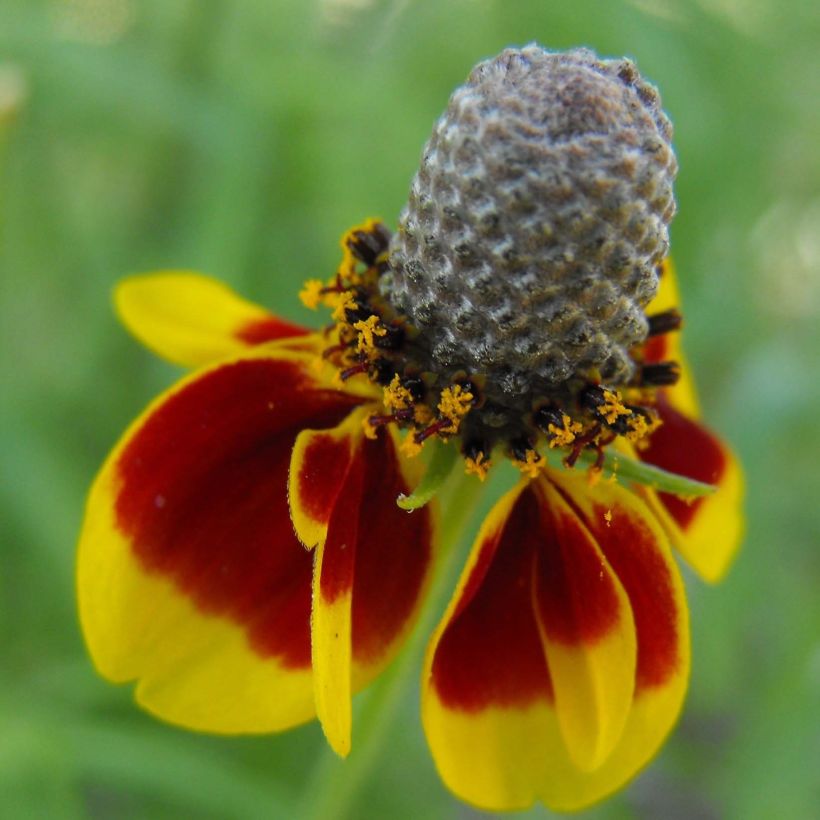 Ratibida columnifera Pulcherrima - Châpeau ou Sombrero mexicain (Flowering)