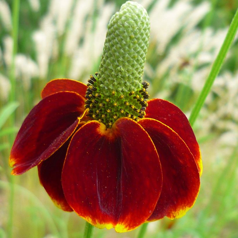 Ratibida columnifera Red Midget - Sombrero mexicain (Flowering)