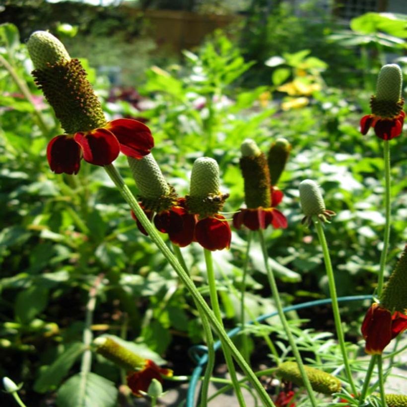 Ratibida columnifera Red Midget - Sombrero mexicain (Plant habit)