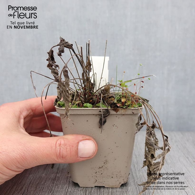 Example of Ratibida pinnata - Vivace Godet de 8/9 cm as you get in automne