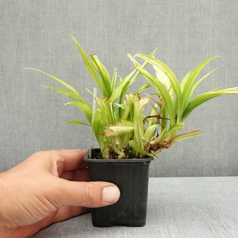Example of Reineckea carnea - Muguet de Chine, Muguet japonais Godet de 8/9 cm as you get in ete