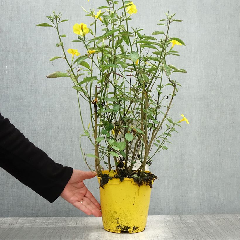 Example of Reinwardtia indica - Lin jaune arbustif Pot de 4L/5L as you get in automne