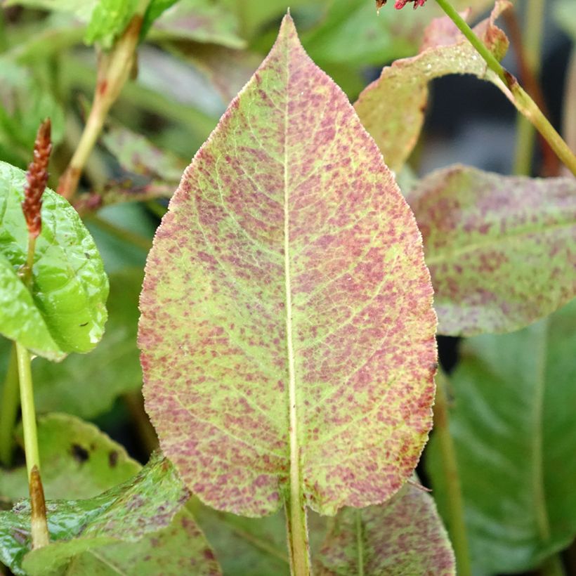 Renouée - Persicaria amplexicaulis Black Dreams (Foliage)