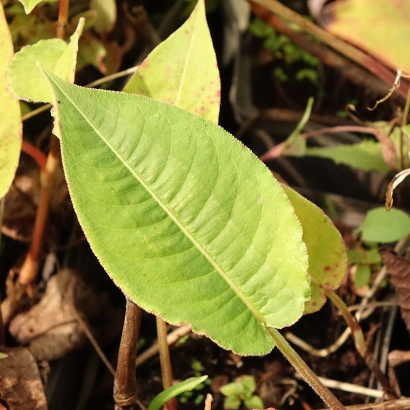 Renouée - Persicaria amplexicaulis High Society (Foliage)