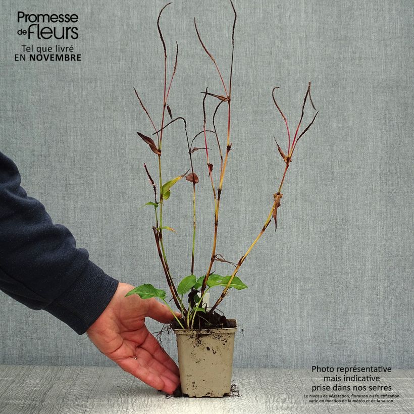 Example of Renouée - Persicaria amplexicaulis Pink Elephant Godet de 8/9 cm as you get in automne
