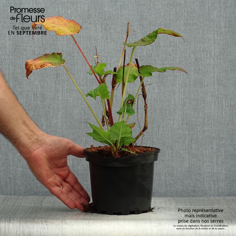Example of Renouée - Persicaria amplexicaulis Rosea Pot de 2L/3L as you get in automne