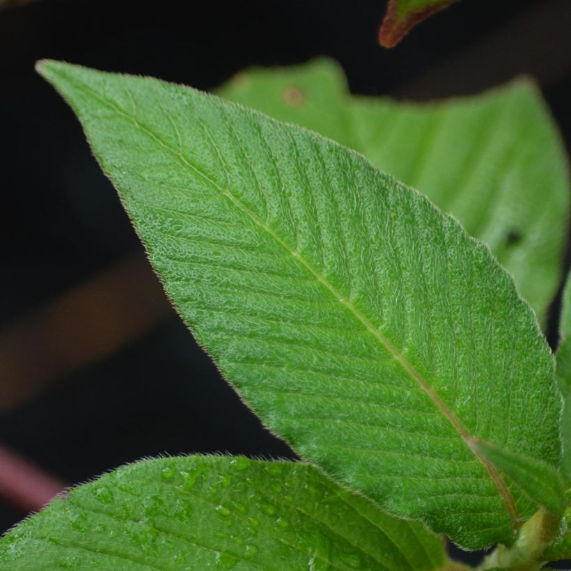 Renouée - Persicaria campanulata (Foliage)