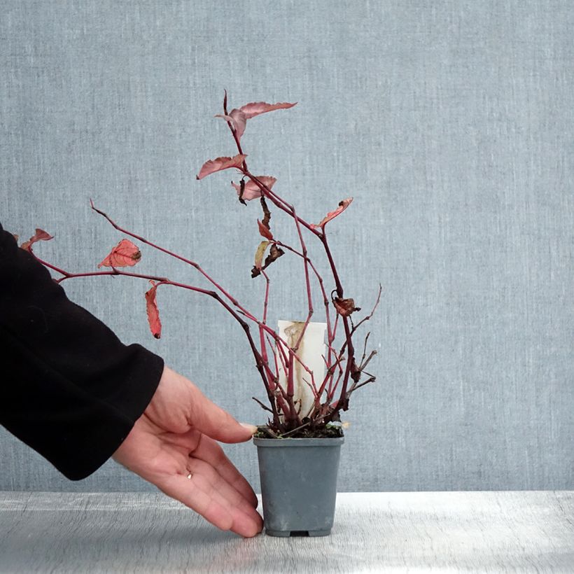 Example of Renouée - Persicaria micro. Red Dragon Godet de 8/9 cm as you get in automne