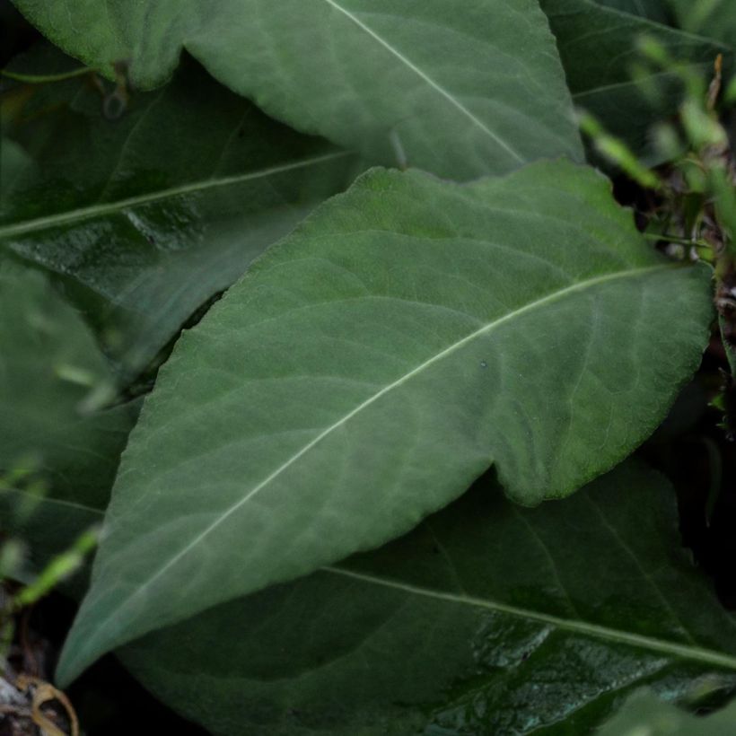 Renouée - Persicaria tenuicaulis (Foliage)