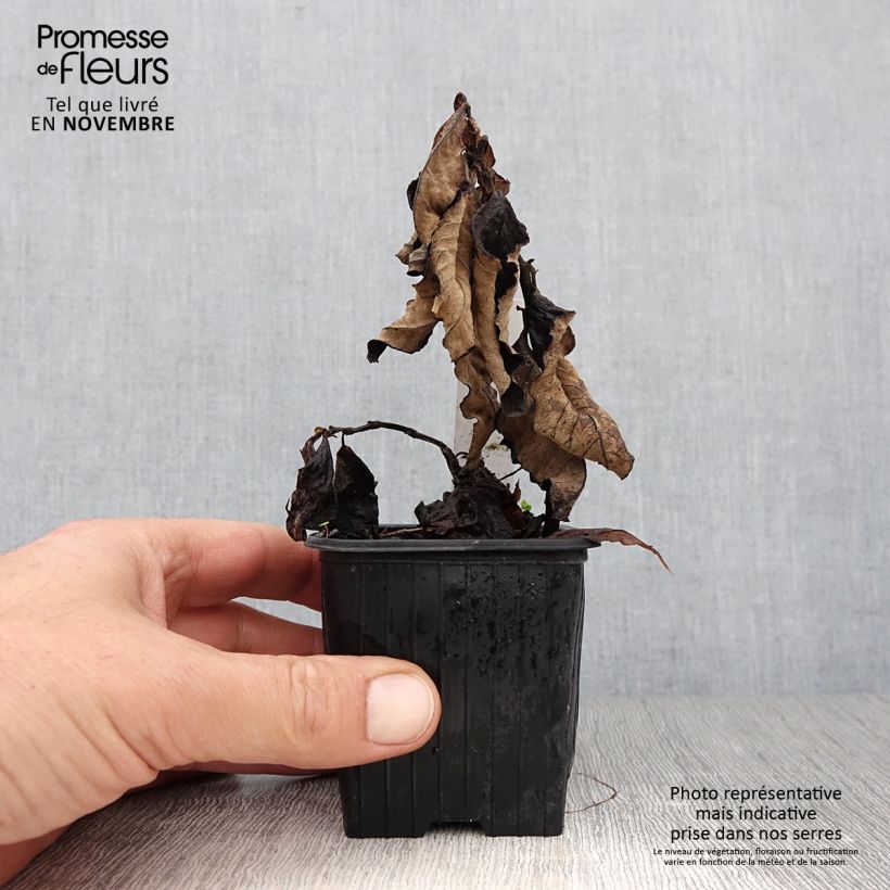 Example of Renouée - Persicaria weyrichii Godet de 8/9 cm as you get in automne