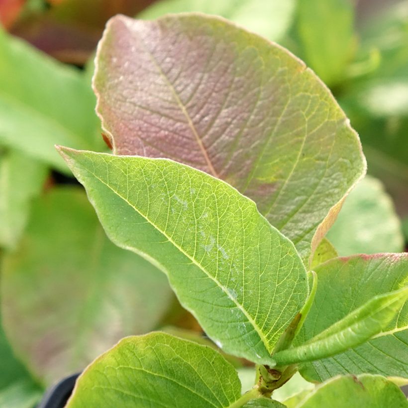Renouée - Persicaria weyrichii (Foliage)