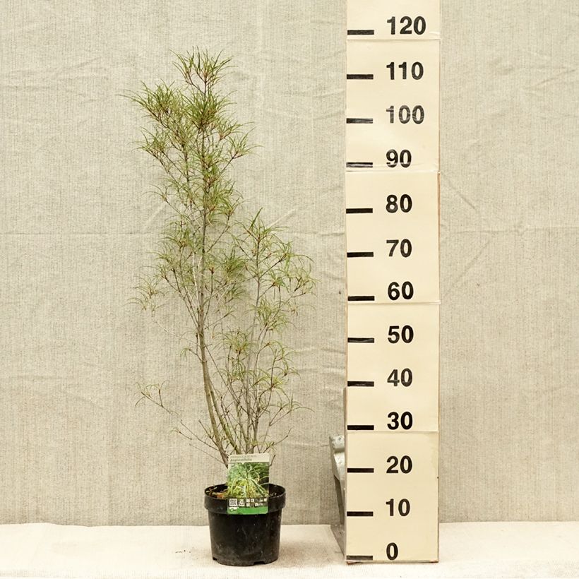 Example of Rhamnus frangula Asplenifolia - Frangula alnus Pot de 2L/3L as you get in ete