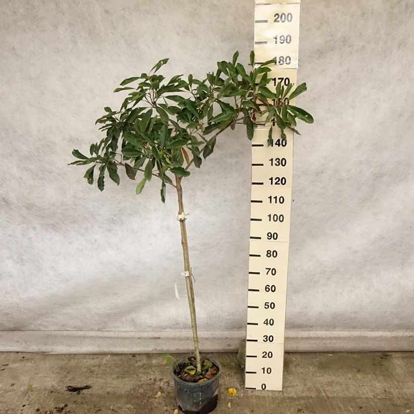 Example of Rhaphiobotrya Coppertone - néflier hybride Pot de 10L tige as you get in automne
