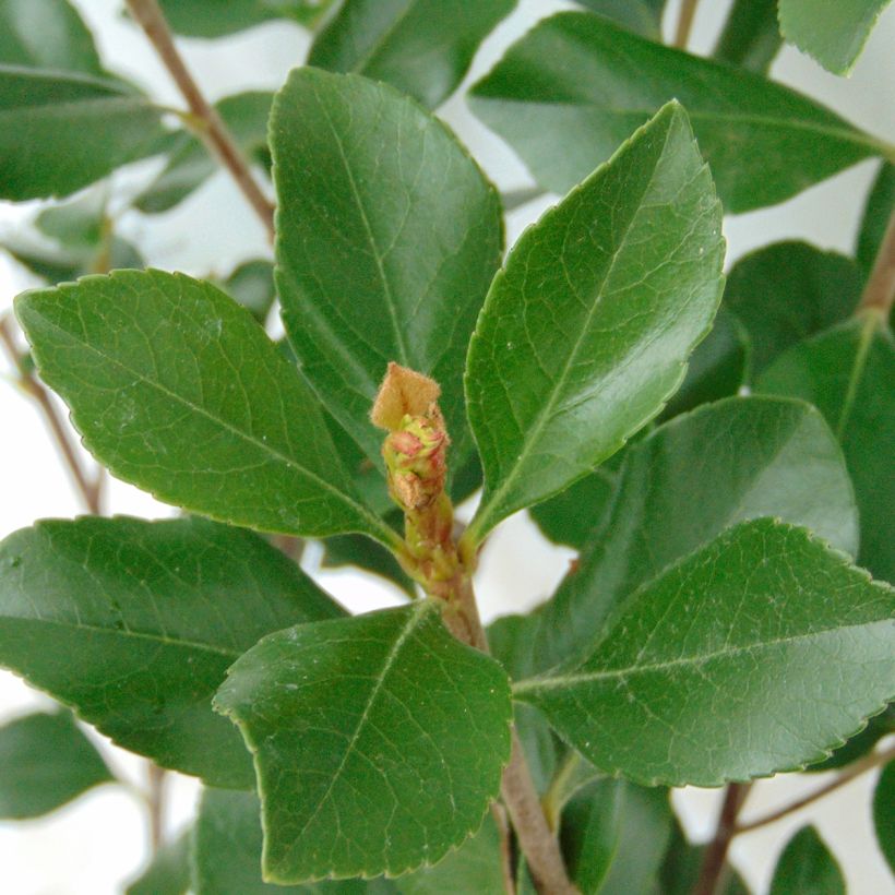 Rhaphiolepis Pink Cloud (Foliage)