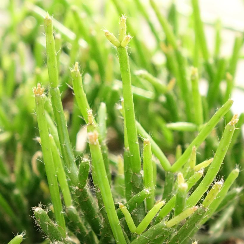 Rhipsalis burchellii - Cactus-gui (Foliage)
