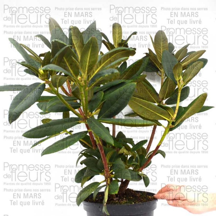 Example of Rhododendron Melville - Grand Rhododendron Pot de 3L/4L as you get