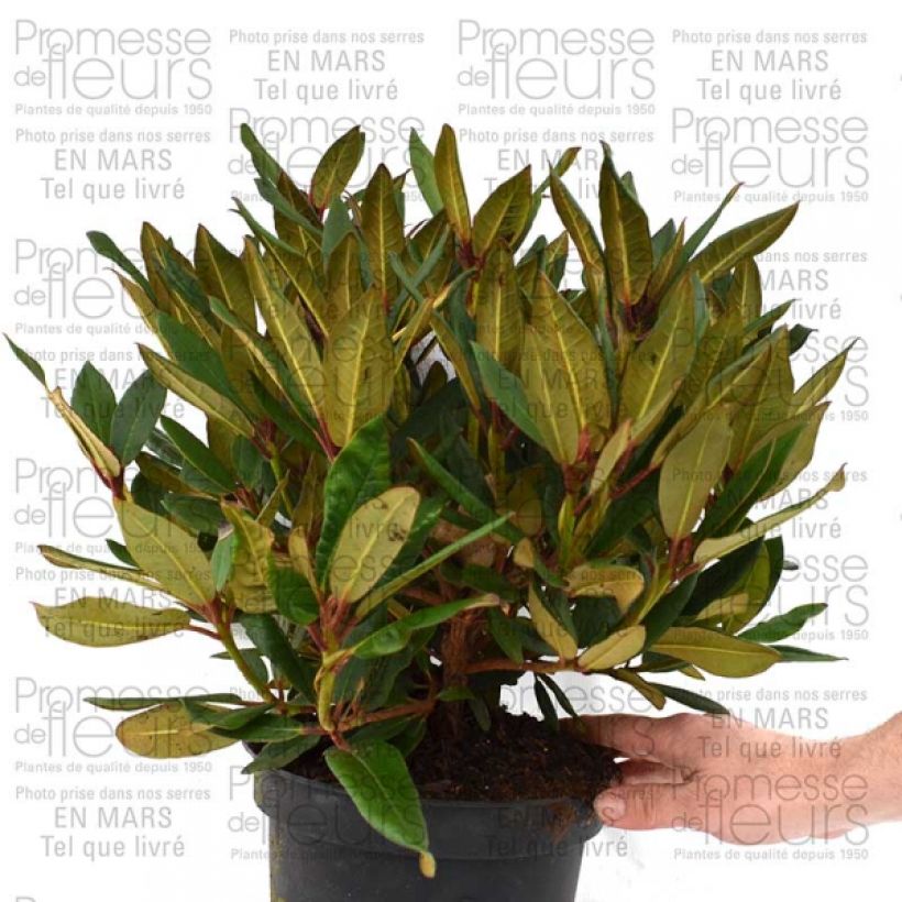 Example of Rhododendron Winsome - Rhododendron nain Pot de 3L/4L as you get