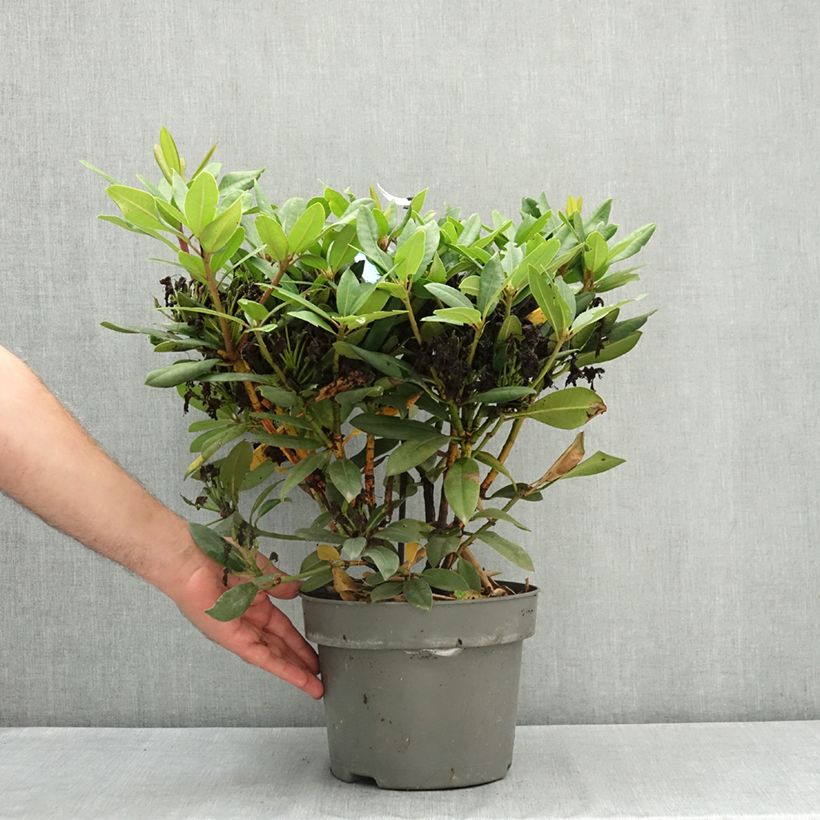 Example of Rhododendron Alfred Pot de 4L/5L as you get in ete