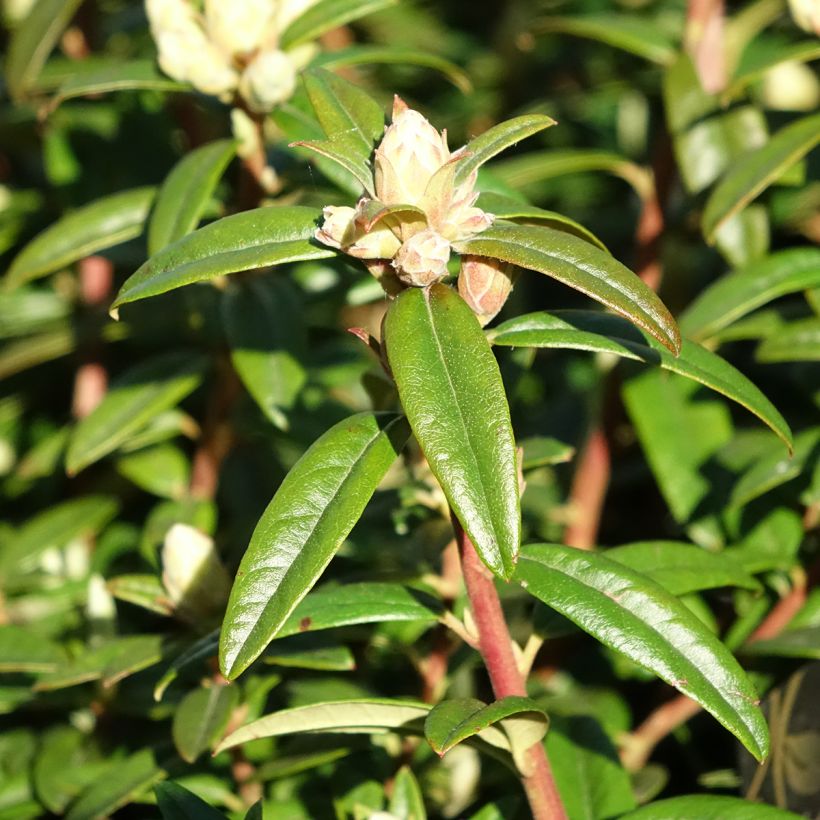 Rhododendron Artic Tern - Rhododendron nain (Foliage)