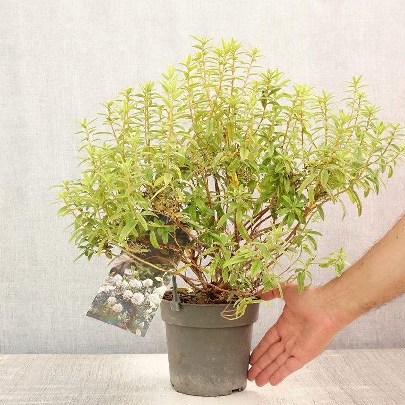 Example of Rhododendron Artic Tern - Rhododendron nain Pot de 2L/3L as you get in ete