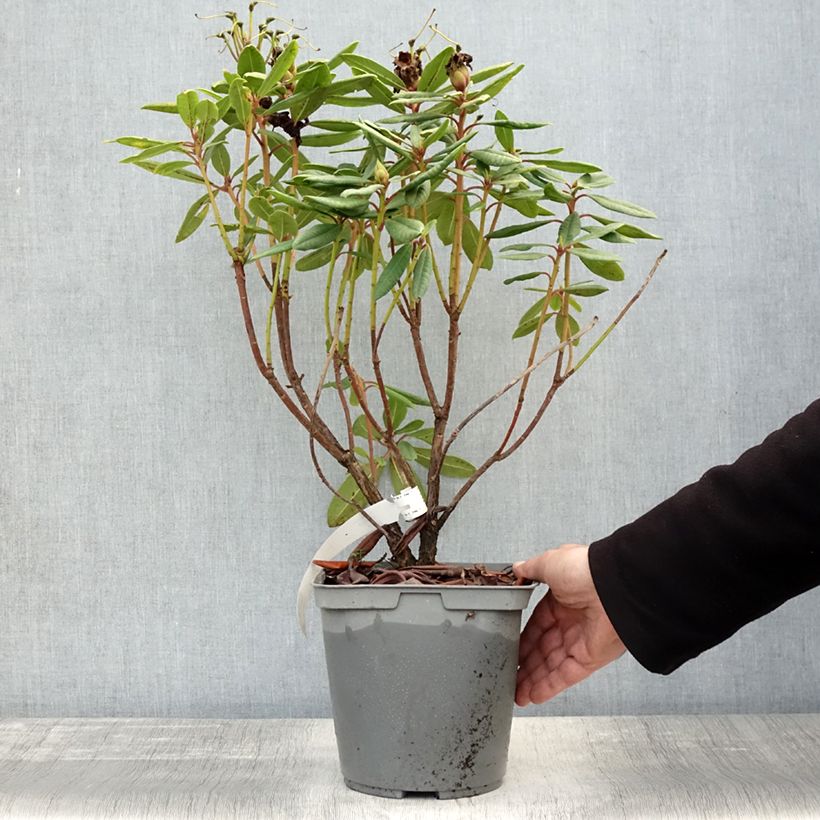 Example of Rhododendron Bernstein Pot de 4L/5L as you get in automne