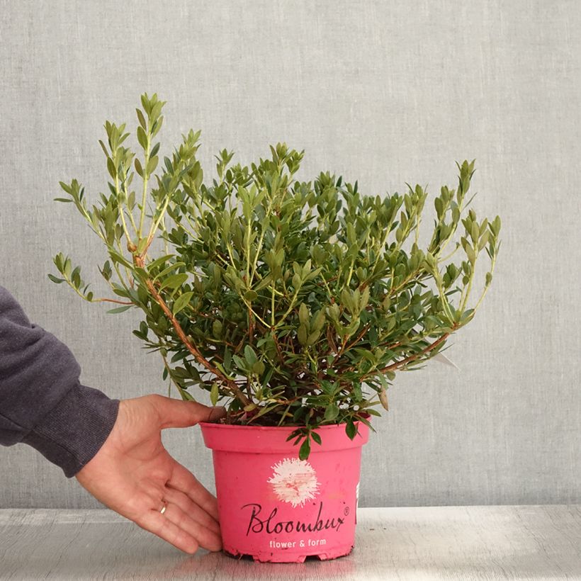 Example of Rhododendron Bloombux Magenta Pot de 2L/3L as you get in automne