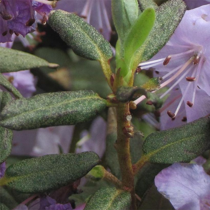 Rhododendron Blue Silver - Rhododendron nain (Foliage)