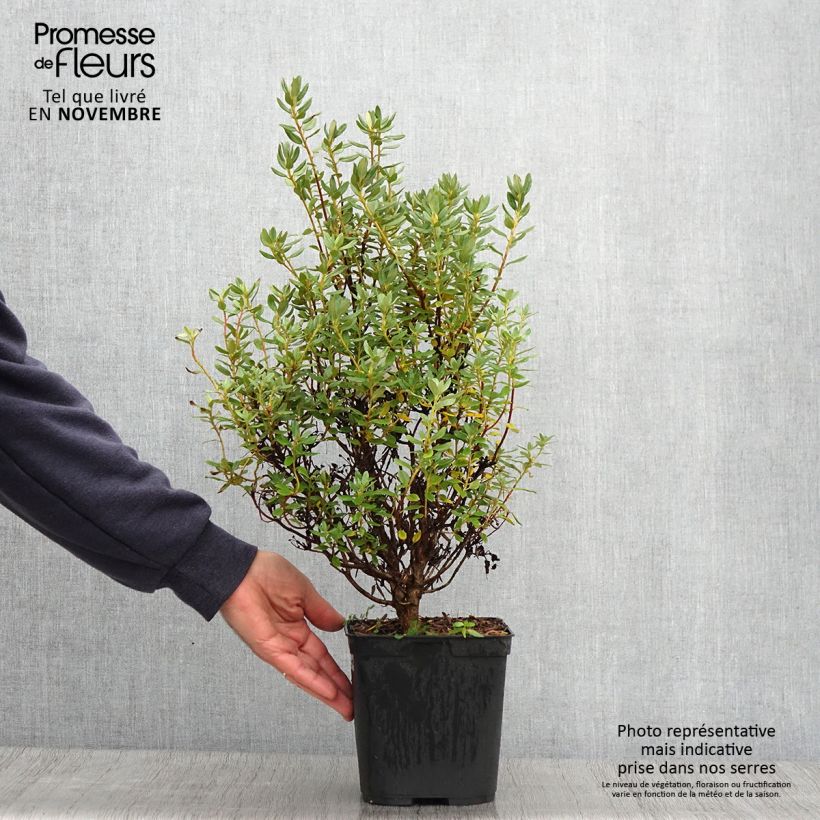 Example of Rhododendron Blue Silver - Rhododendron nain Pot de 3L/4L as you get in automne