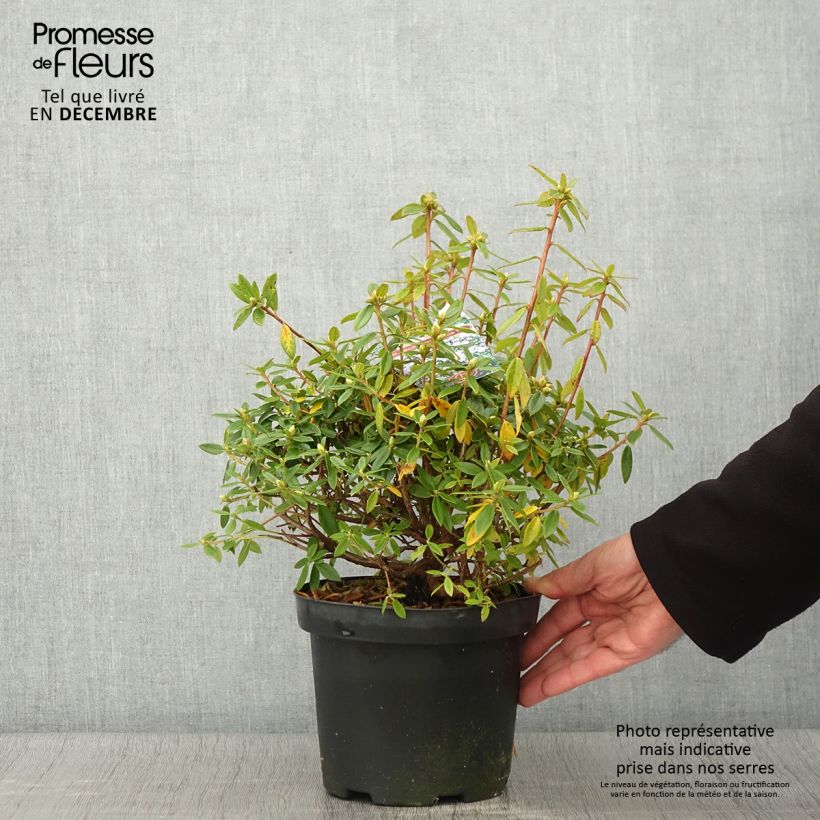 Example of Rhododendron Blue Tit Pot de 2L/3L as you get in automne
