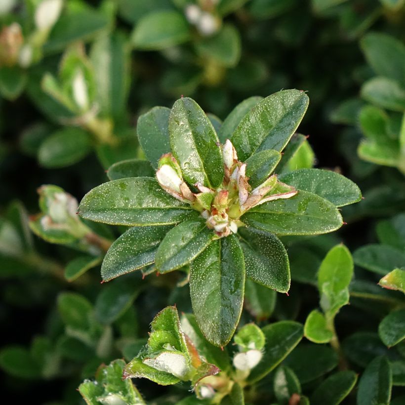 Rhododendron campylogynum Lilly Bell - Rhododendron nain (Foliage)