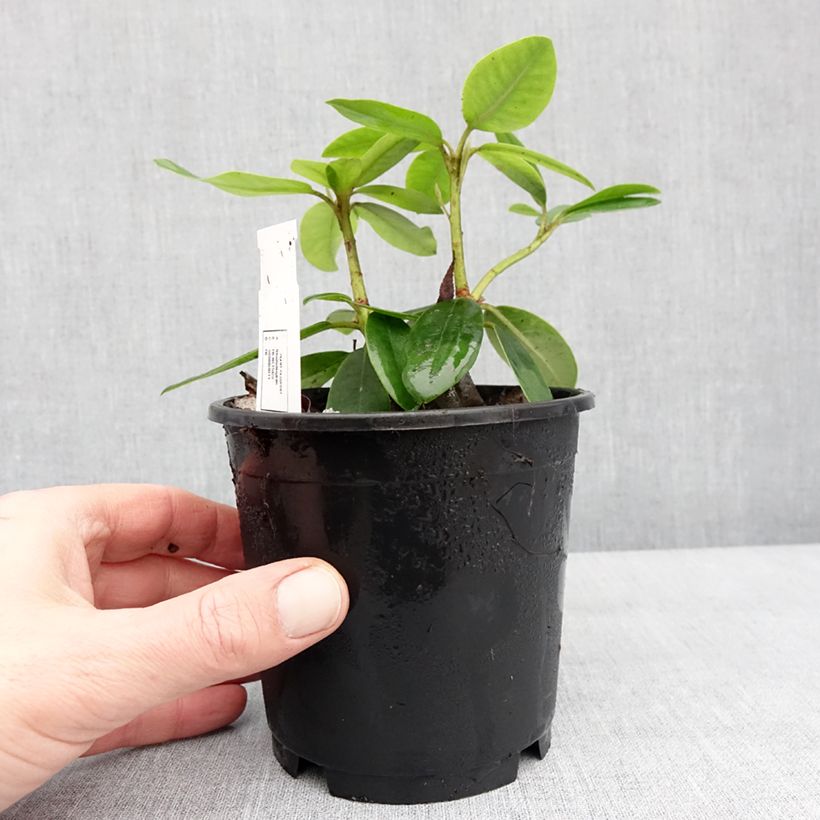 Example of Rhododendron catawbiense Boursault Pot de 12 cm / 13 cm as you get in hiver