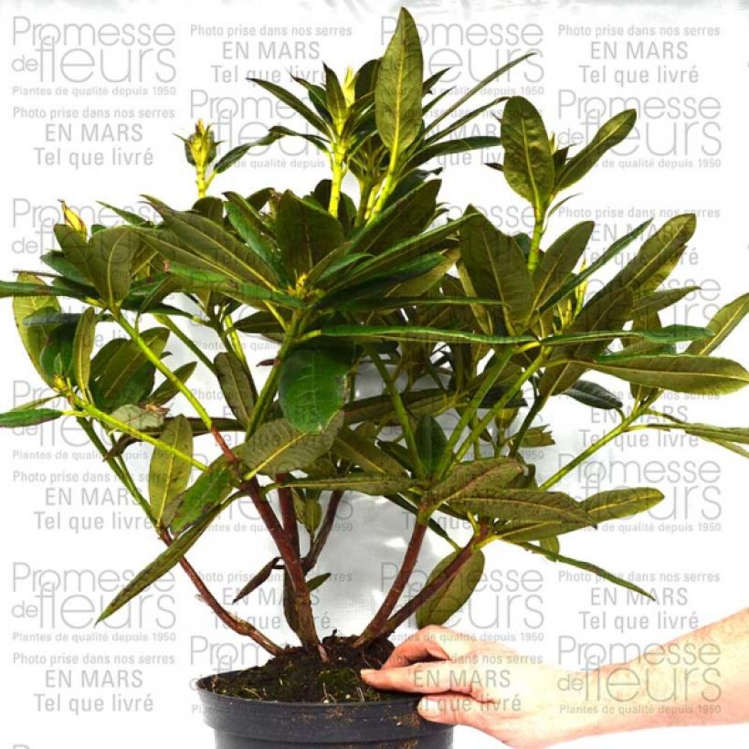 Example of Rhododendron Champagne - Grand Rhododendron Pot de 4L/5L as you get