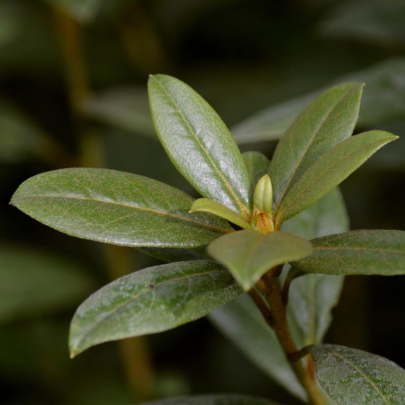 Rhododendron Champagne - Grand Rhododendron (Foliage)
